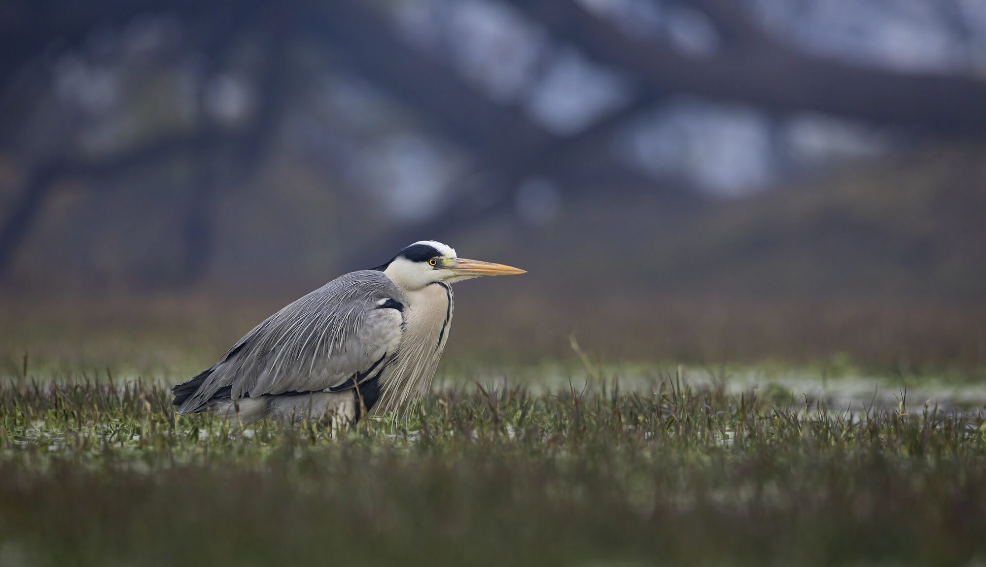 Best Bird Photography destinations in India