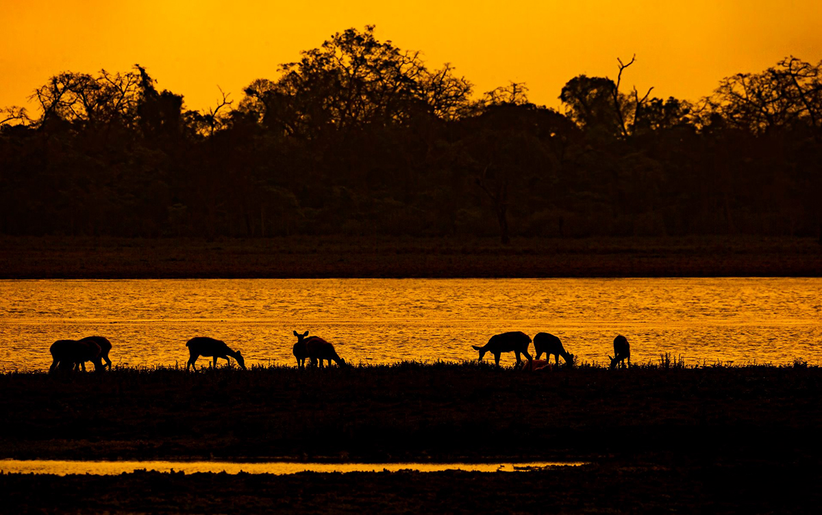 Top Wildlife Photography Tours In India