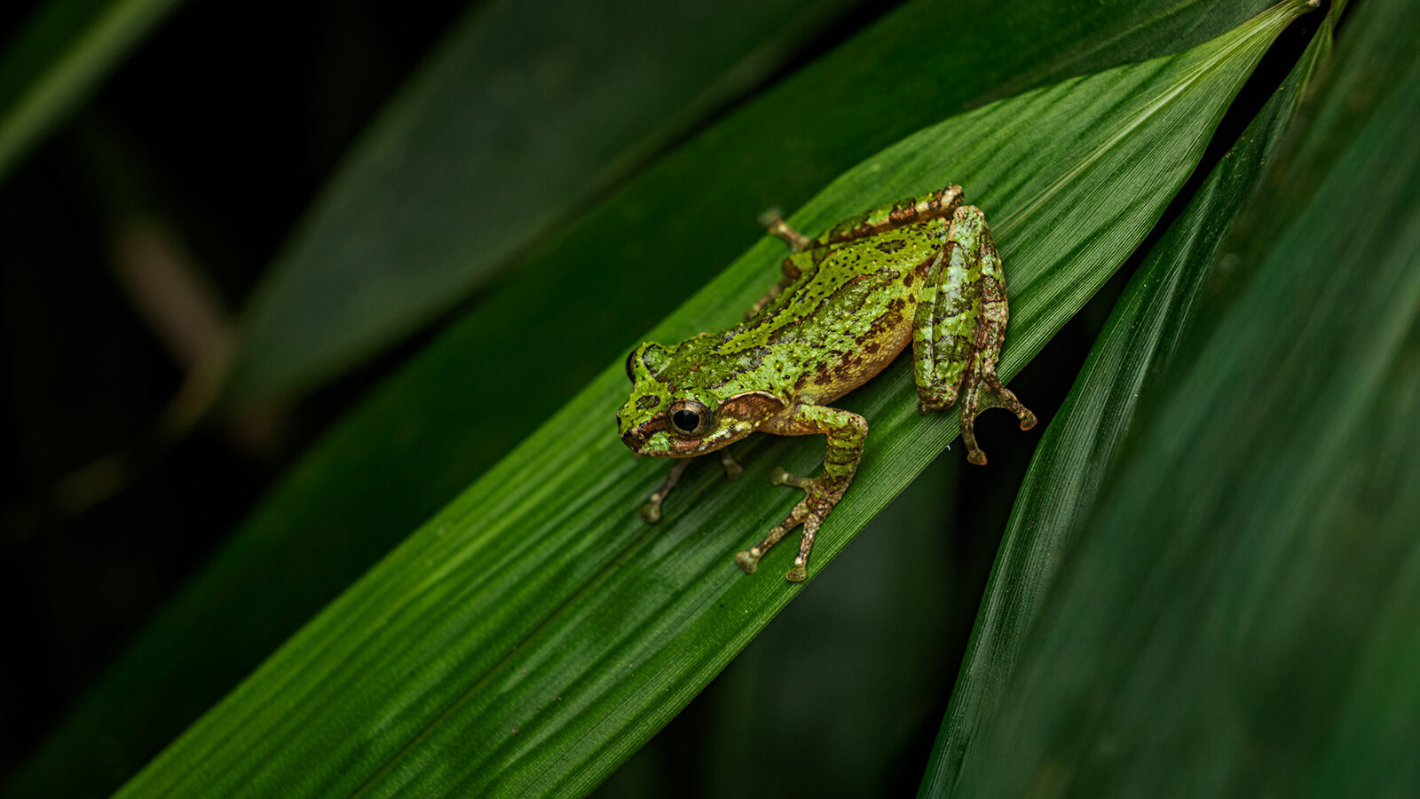 Explore the best destinations in India for macro photography in 2025–26. Discover Amboli, Wayanad, Munnar, Arunachal, and Goa with DCP Expeditions.