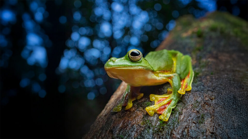 Explore the best destinations in India for macro photography in 2025–26. Discover Amboli, Wayanad, Munnar, Arunachal, and Goa with DCP Expeditions.