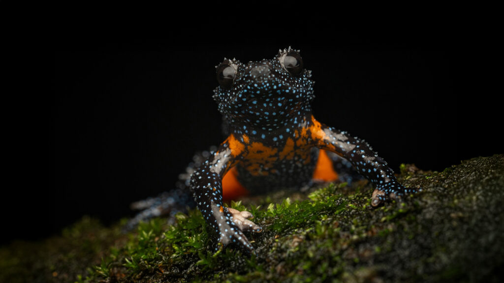 Explore the best destinations in India for macro photography in 2025–26. Discover Amboli, Wayanad, Munnar, Arunachal, and Goa with DCP Expeditions.