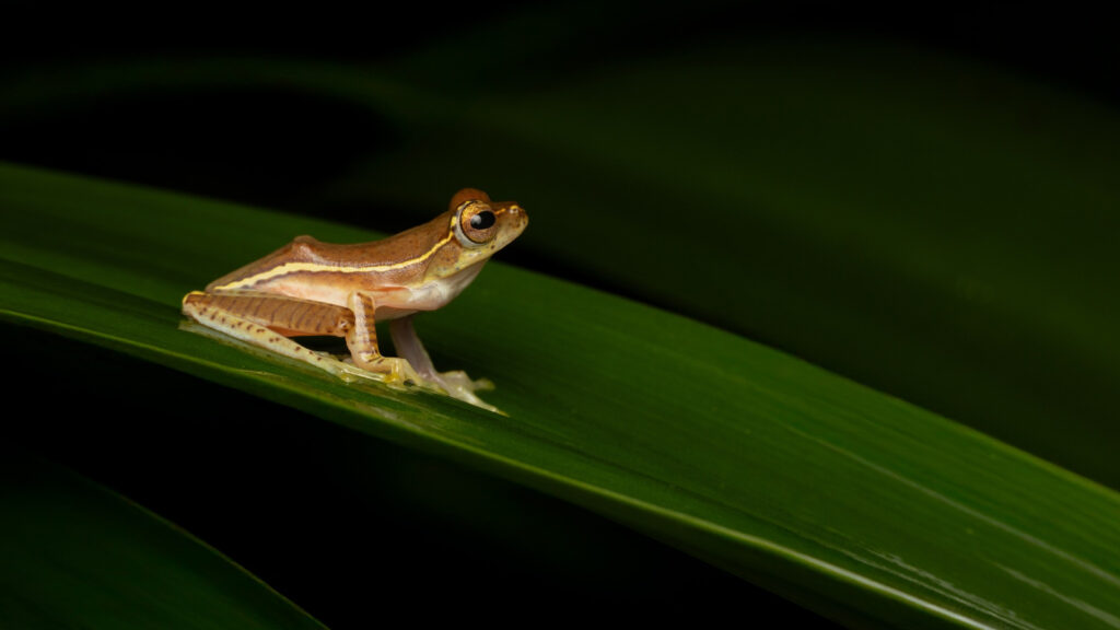 Explore the best destinations in India for macro photography in 2025–26. Discover Amboli, Wayanad, Munnar, Arunachal, and Goa with DCP Expeditions.
