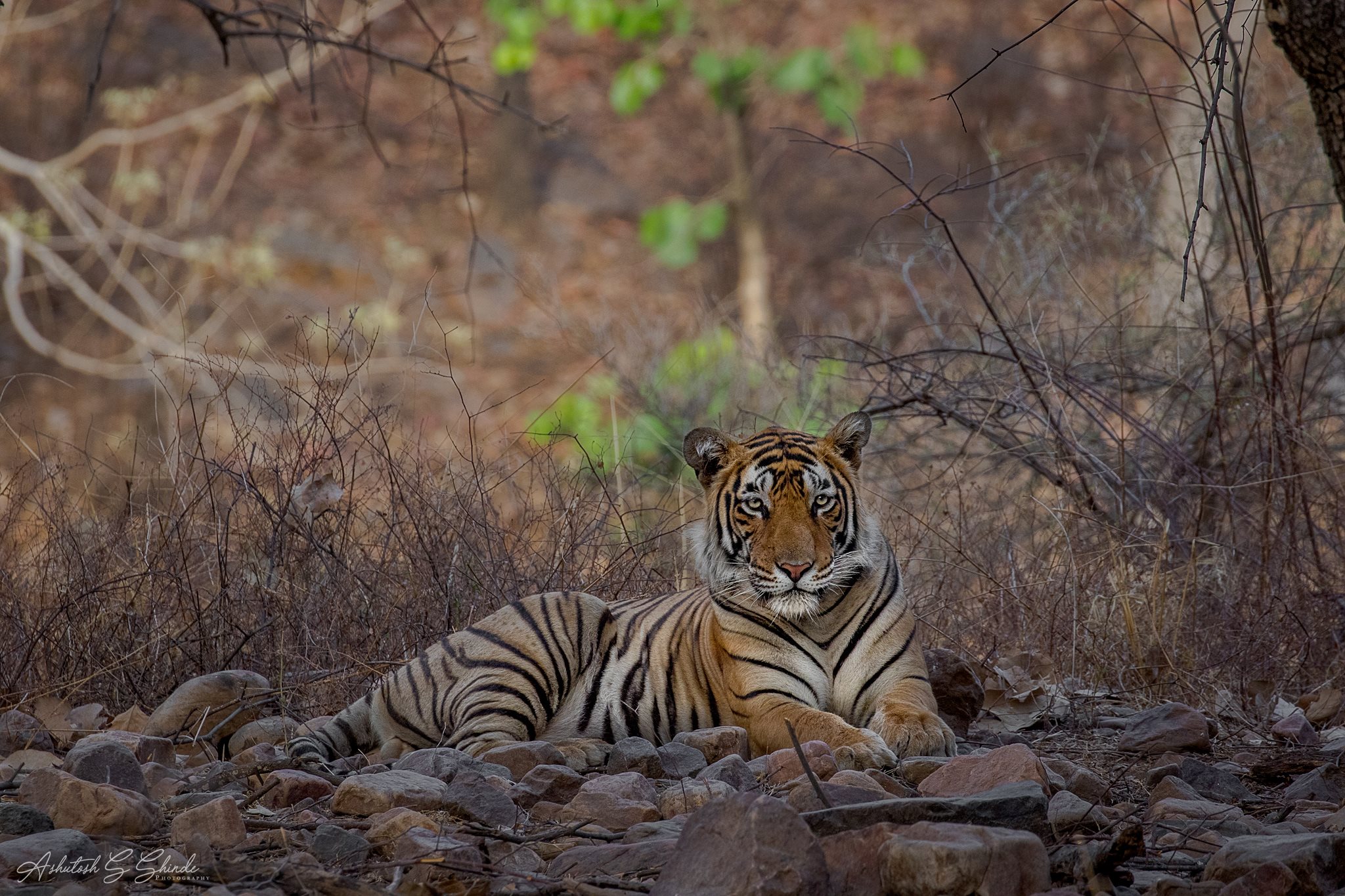 Ranthambhore Tiger Photography Tour Wildlife Photography Expedition India